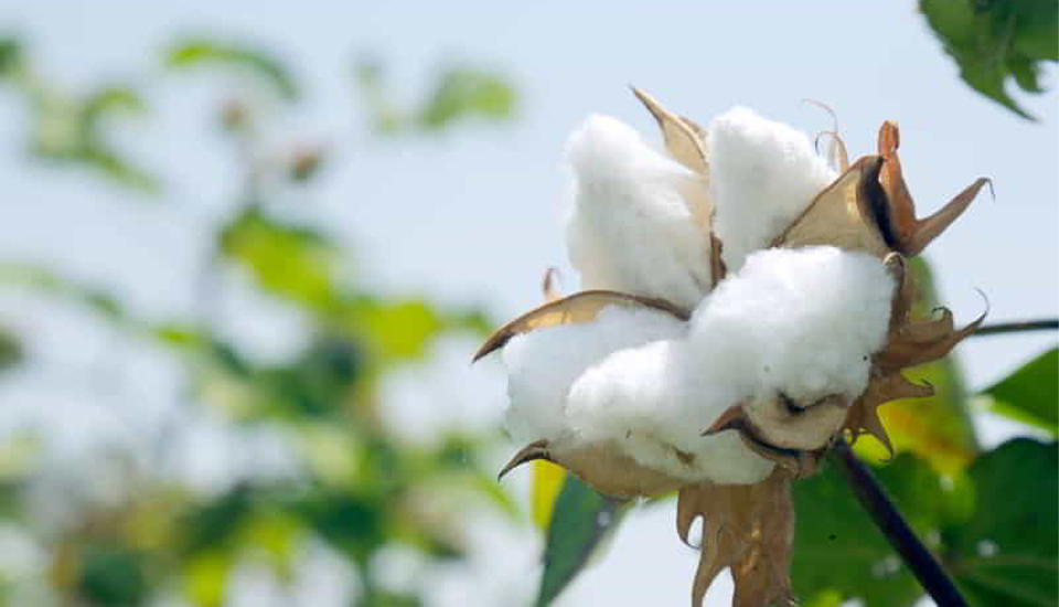 Cotton-Fiber